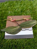 Philodendron micans cv. 'halo variegated' [cutting]
