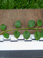 Neomortonia rosea [cutting]