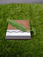 Cissus quadrangularis (Kenyan) [cutting]