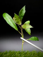 Hoya lacunosa [cutting]