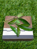 Hoya lacunosa [cutting]