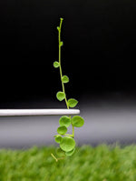 Peperomia rotundifolia true form [cutting]