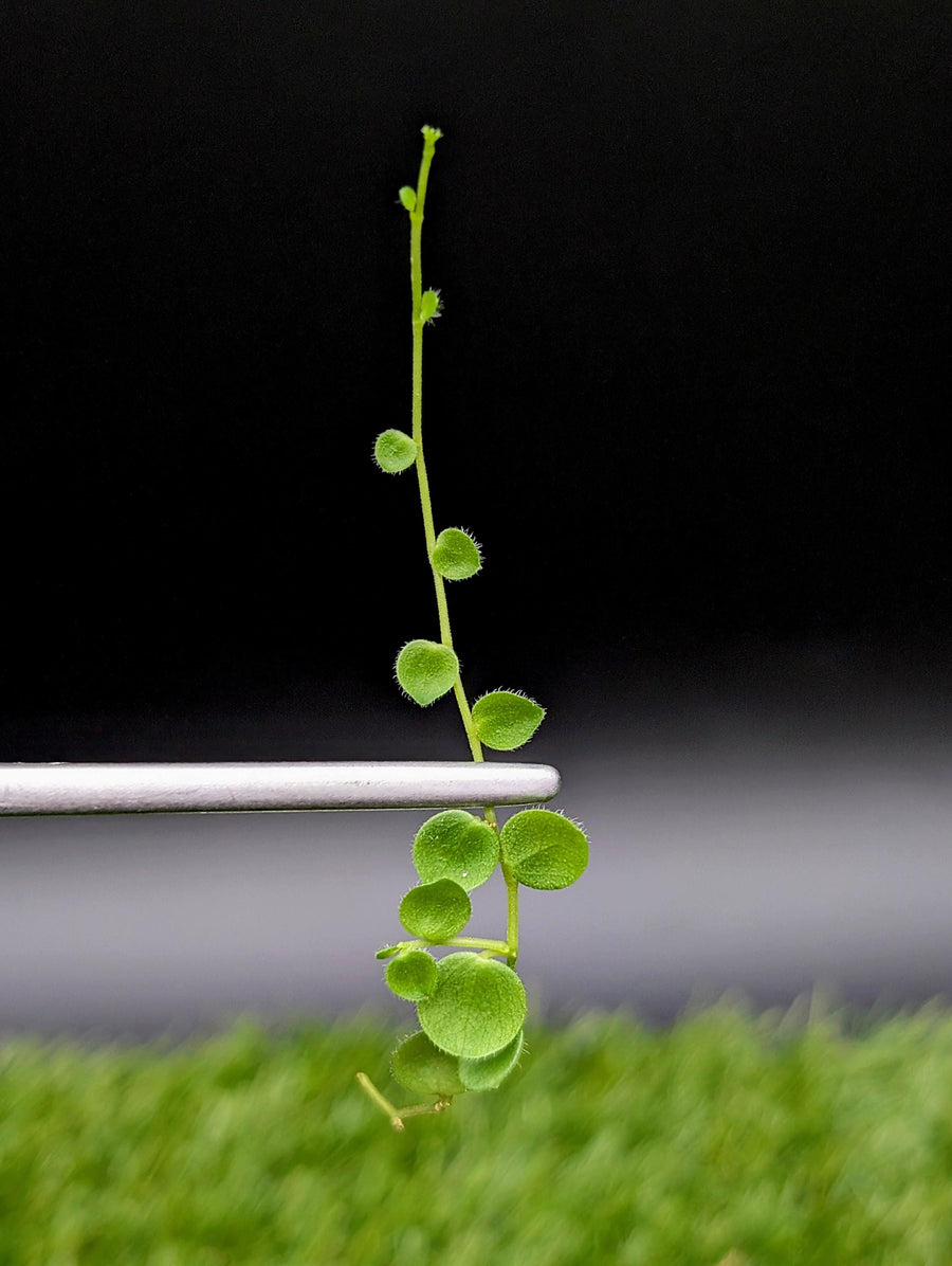 Peperomia rotundifolia true form [cutting]