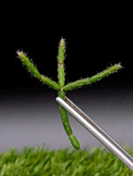 Rhipsalis pilocarpa [cutting]