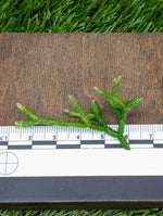 Rhipsalis cerescula [cutting]