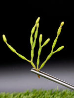 Hatiora salicornioides [cutting]
