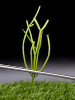 Rhipsalis baccifera [cutting]
