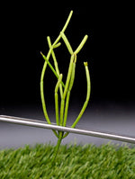 Rhipsalis baccifera [cutting]