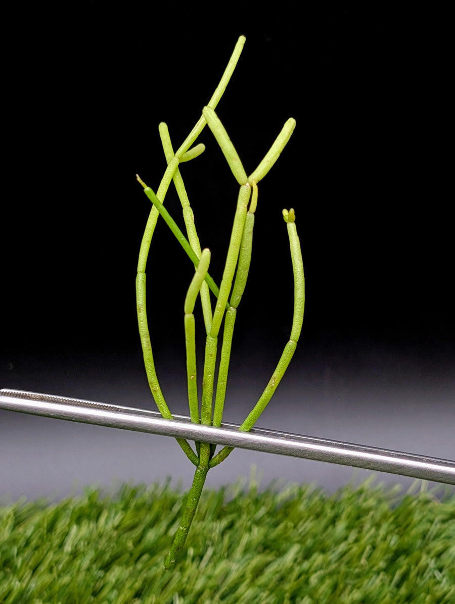 Rhipsalis baccifera [cutting]