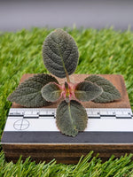Pearcea bilobata [cutting]