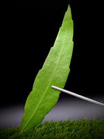 Epiphyllum pumilum [cutting]
