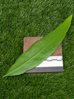 Epiphyllum pumilum [cutting]