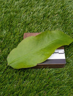 Epiphyllum oxypetalum [cutting]
