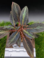 Sonerila sp. Starry sky [non-exact]
