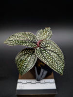 Sonerila sp. magenta moonlight [non-exact]
