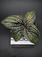 Sonerila sp. magenta moonlight [non-exact]