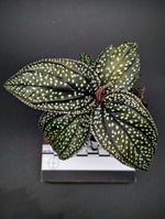 Sonerila sp. magenta moonlight [non-exact]