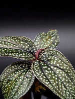 Sonerila sp. magenta moonlight [non-exact]