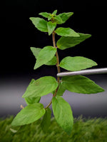 Drymonia sp., San Martin, Peru [cutting]