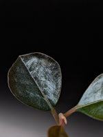 Ardisia sp. black [non-exact]