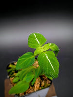 Sonerila sp. holographica stripe [non-exact]