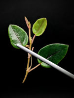Begonia elaegnifolia [cutting]