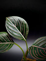 Aglaonema rotundum aceh [non-exact plant]