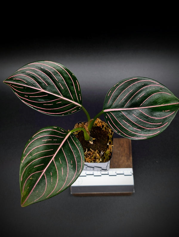 Aglaonema rotundum aceh [non-exact plant]