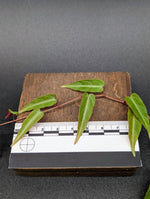 Cissus amazonica [cutting]