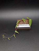 Cissus amazonica [cutting]