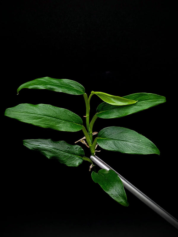 Philodendron sp lance leaf [cutting]
