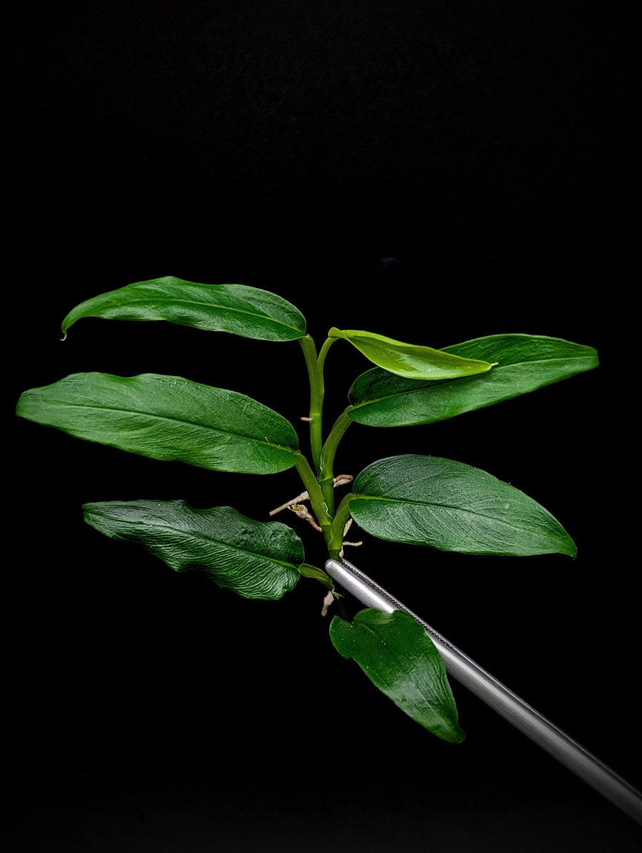 Philodendron sp lance leaf [cutting]