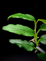 Philodendron sp lance leaf [cutting]