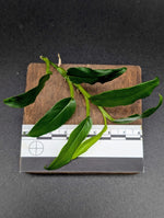 Philodendron sp lance leaf [cutting]