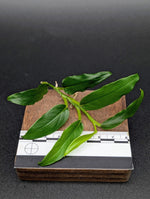 Philodendron sp lance leaf [cutting]