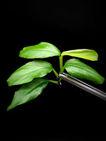 Philodendron subg. Pteromischum sp. 01 [cutting]