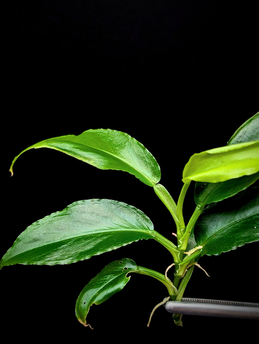 Philodendron subg. Pteromischum sp. 02 'wavy' [cutting]