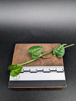 Epipremnum sp. (Mt. Salak locality, Indonesia) [cutting]