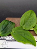 Rhaphidophora cf korthalsii [cutting]