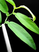 Pothos cf scandens [cutting]