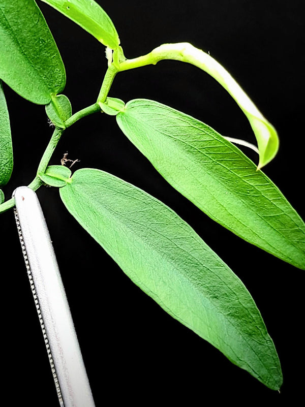Pothos cf scandens [cutting]