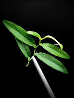 Pothos cf scandens [cutting]