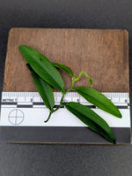 Pothos cf scandens [cutting]