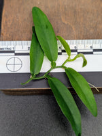 Pothos cf scandens [cutting]