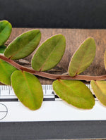 Marcgravia sp. redstem [10-leaf cutting]