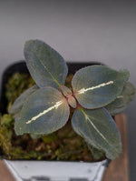 Sonerila sp. northern lights [non-exact]