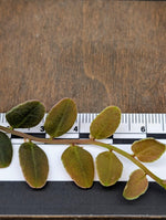Marcgravia sp. lime condor [10-leaf cutting]