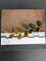 Marcgravia sp. lime condor [10-leaf cutting]