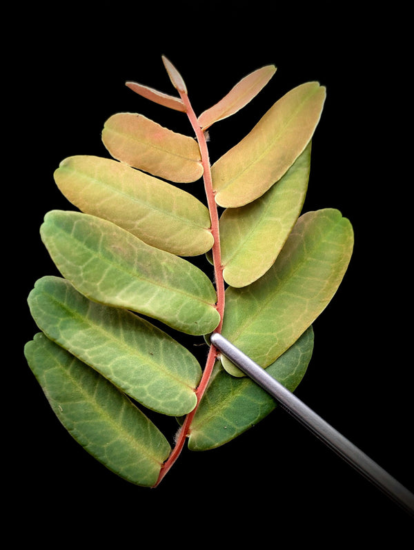 Marcgravia sintenisii [10-leaf cutting]