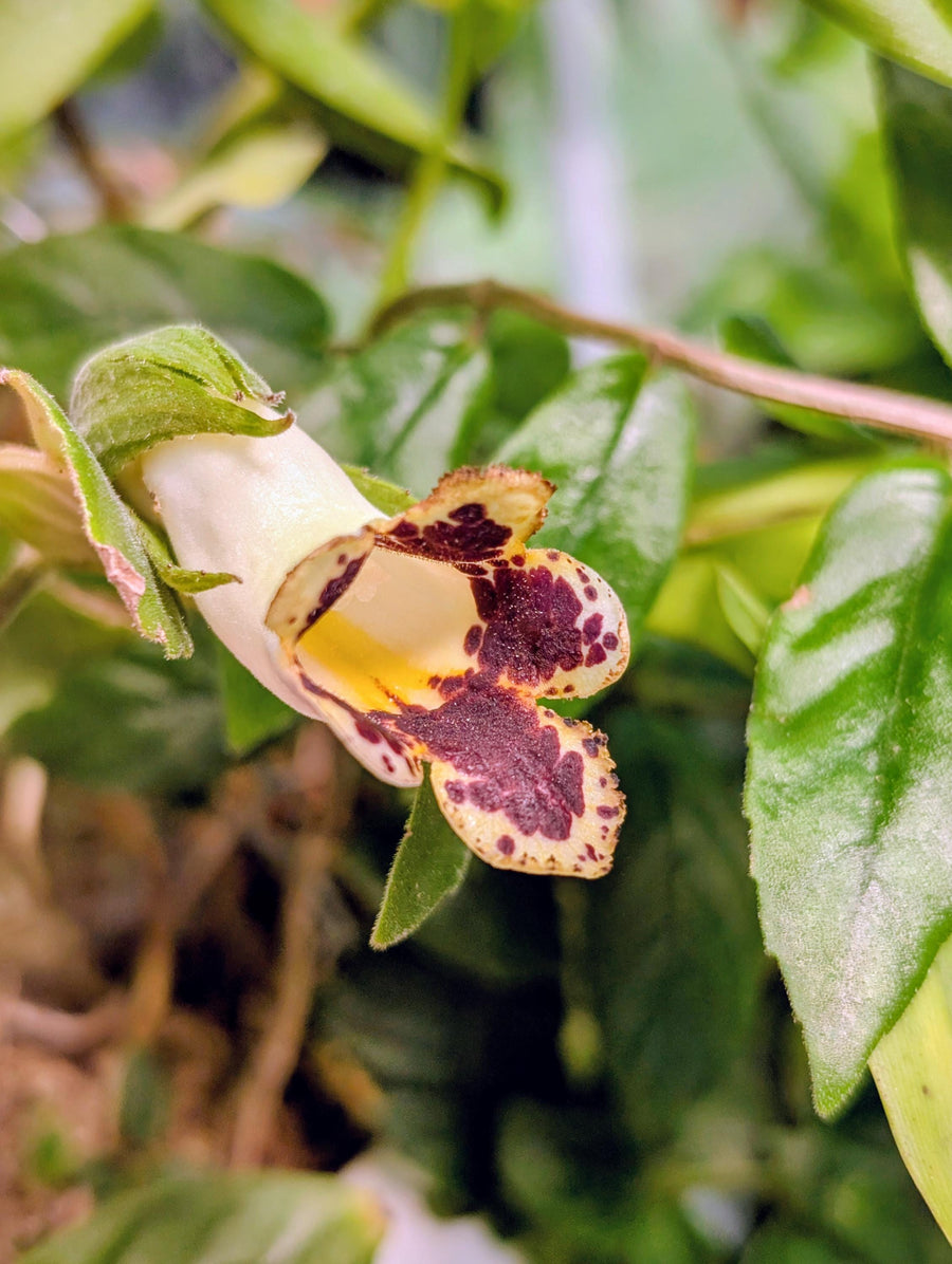 Drymonia sp., San Martin, Peru [cutting]